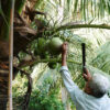 Organic Coconut Water 1000 ml | Foodin