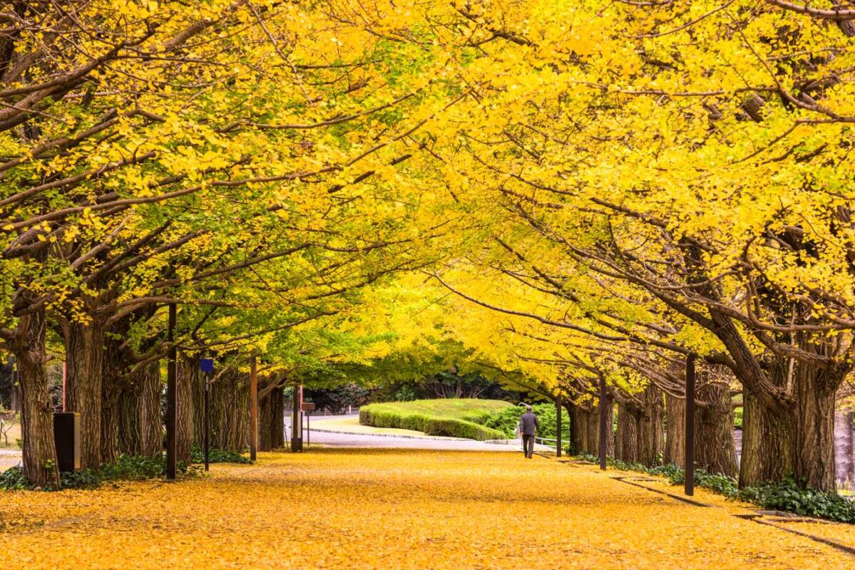 ginkgo biloba trees