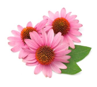 echinacea