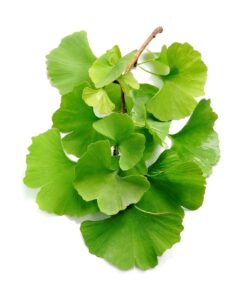 ginkgo biloba